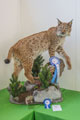 lince